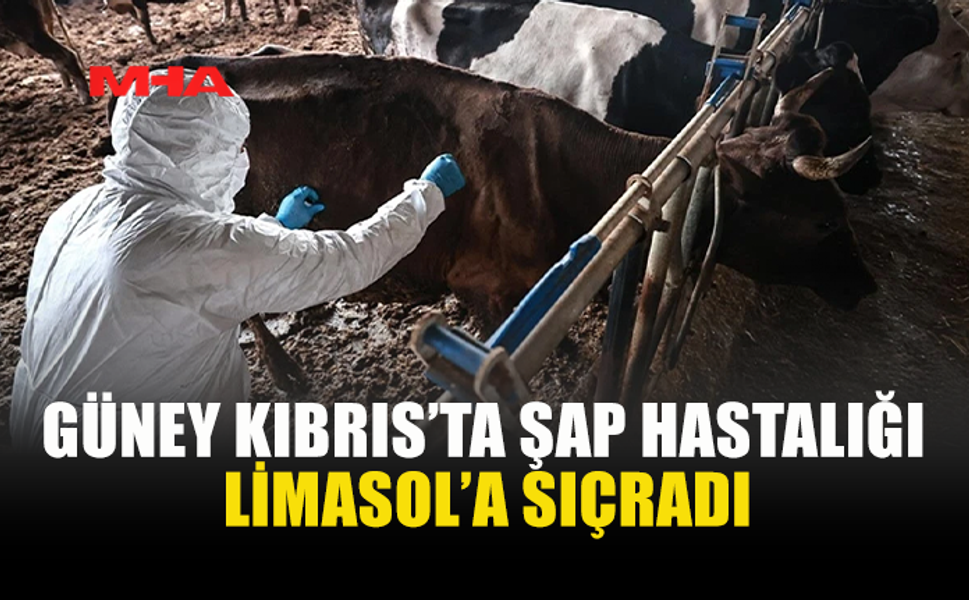 ŞAP HASTALIĞI GÜNEY KIBRIS’TA YAYILMAYA DEVAM EDİYOR