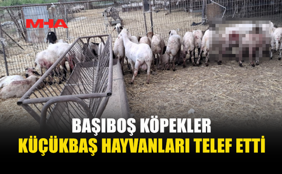 MEHMETÇİK’TE KÜÇÜKBAŞ HAYVANLAR TELEF OLDU