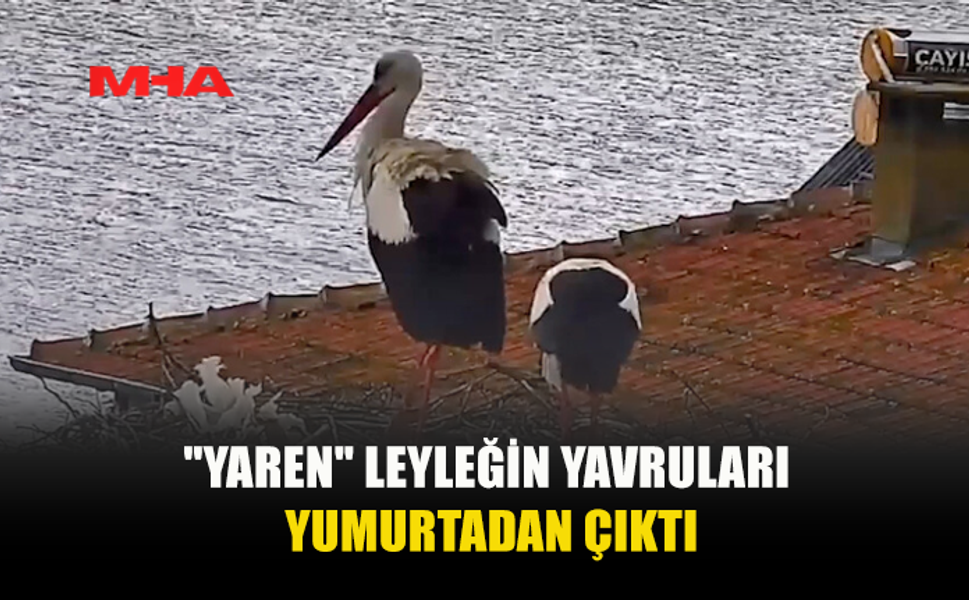 YAREN LEYLEĞİN YAVRULARI DÜNYAYA GELDİ: 15 YILLIK DOSTLUKTA YENİ HEYECAN