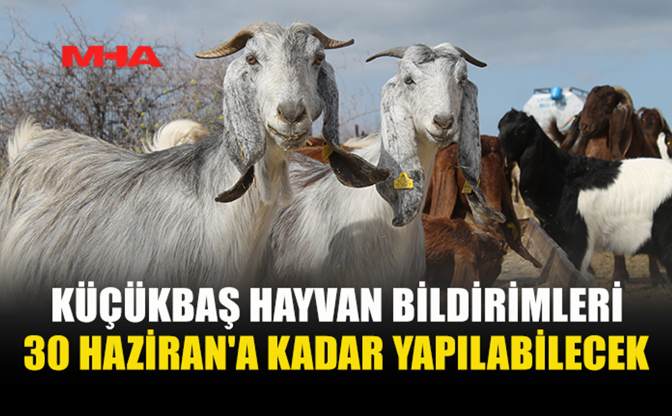 KÜÇÜKBAŞ HAYVAN KAYITLARINDA BİLDİRİM SÜRECİ BAŞLADI