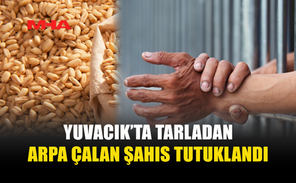 YUVACIK'TA TARLADAN ARPA ÇALINDI: 1 TUTUKLU
