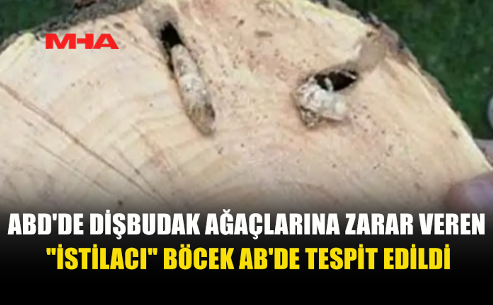 ABD’DE MİLYONLARCA AĞACI YOK EDEN BÖCEK AVRUPA’DA GÖRÜLDÜ