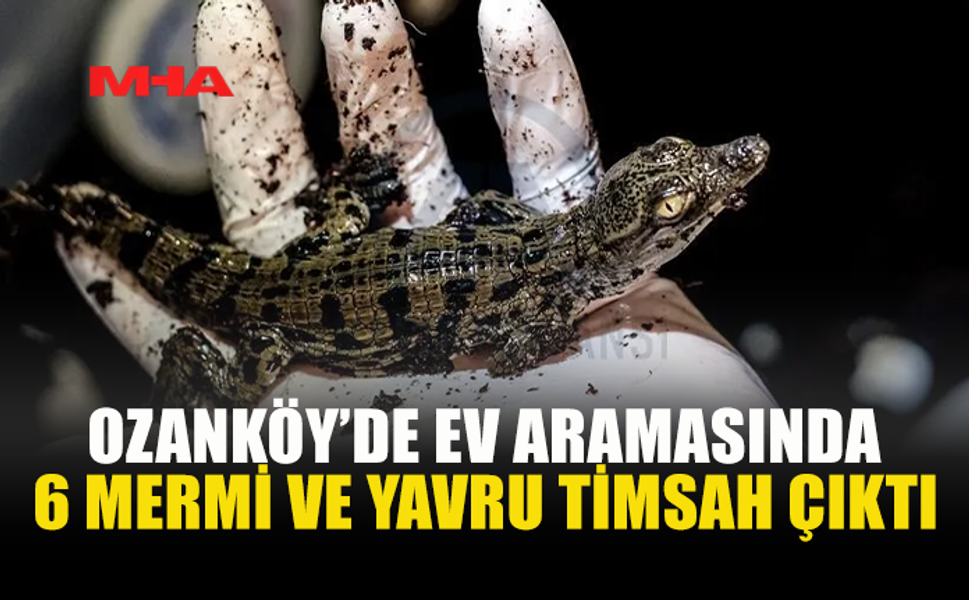 YAVRU TİMSAH VE MERMİLERLE YAKALANDI