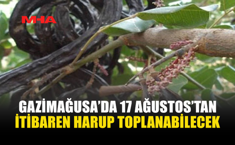 17 AĞUSTOS PAZARTESİ'NDEN İTİBAREN GAZİMAĞUSA’DA HARUP TOPLANABİLECEK