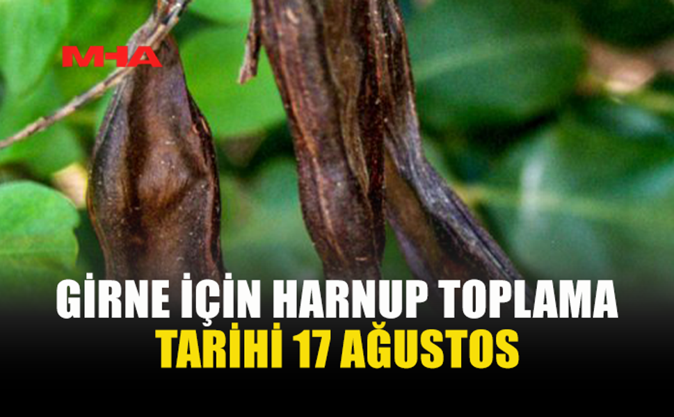 GİRNE'DE HARNUP SEZONU 17 AĞUSTOS'TA BAŞLIYOR
