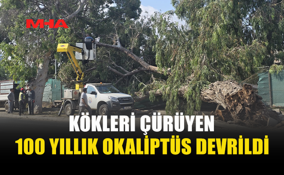 100 YILLIK OKALİPTÜS ŞANS ESERİ ANA YOLA DEVRİLMEDİ