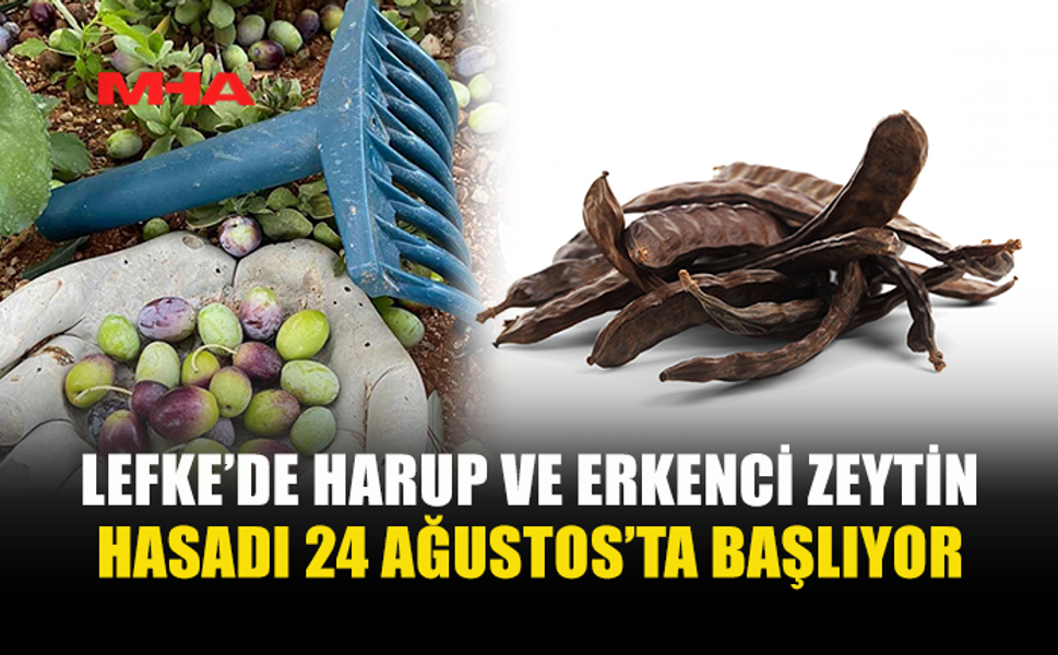 LEFKE’DE HARUP VE ERKENCİ ZEYTİN HASADI 24 AĞUSTOS, YERLİ ZEYTİN HASADI 14 EYLÜL’DE...