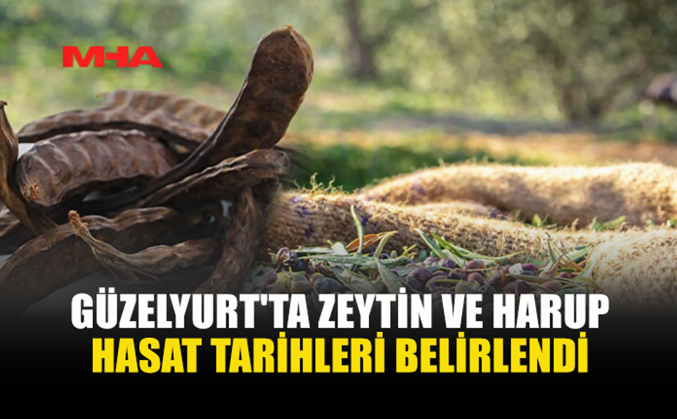 GÜZELYURT’TA ZEYTİN VE HARNUP HASAT TARİHLERİ AÇIKLANDI