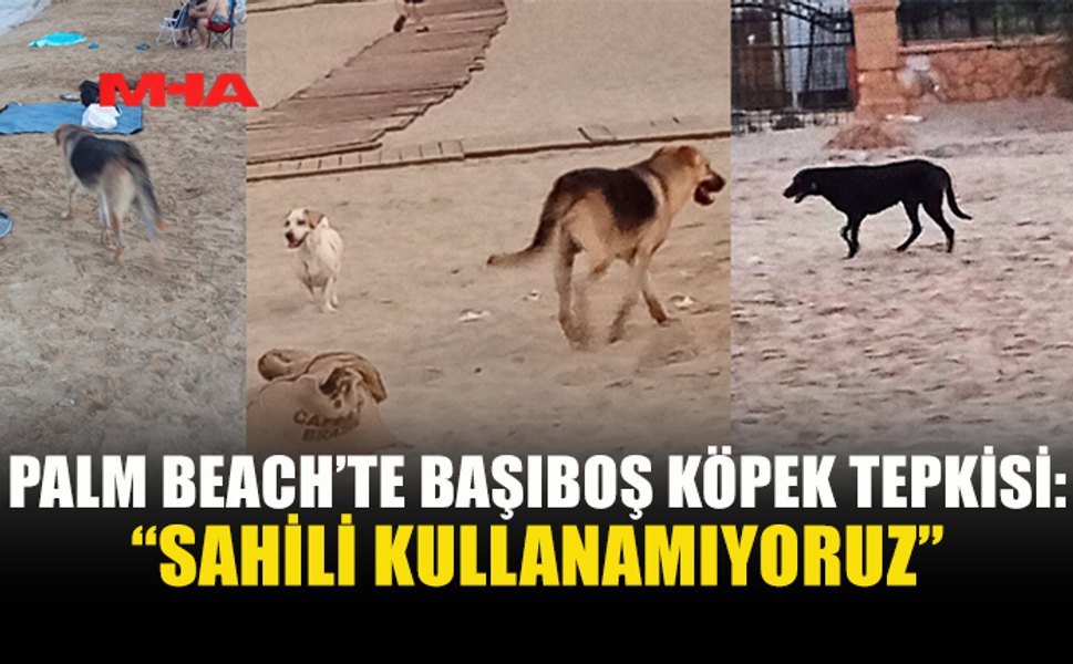 PALM BEACH’TE BAŞIBOŞ KÖPEKLER VATANDAŞLARI TEDİRGİN EDİYOR