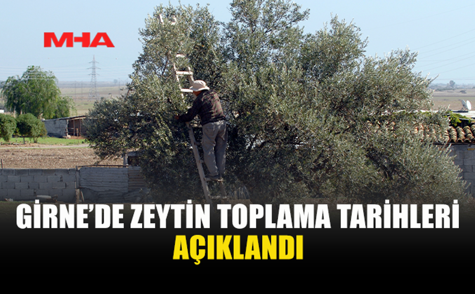 GİRNE’DE ZEYTİN TOPLAMA TARİHLERİ BELLİ OLDU