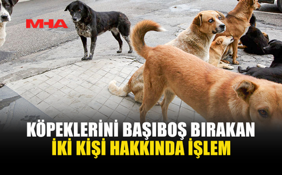 BAŞIBOŞ KÖPEK BULUNDURAN İKİ KİŞİ HAKKINDA SORUŞTURMA