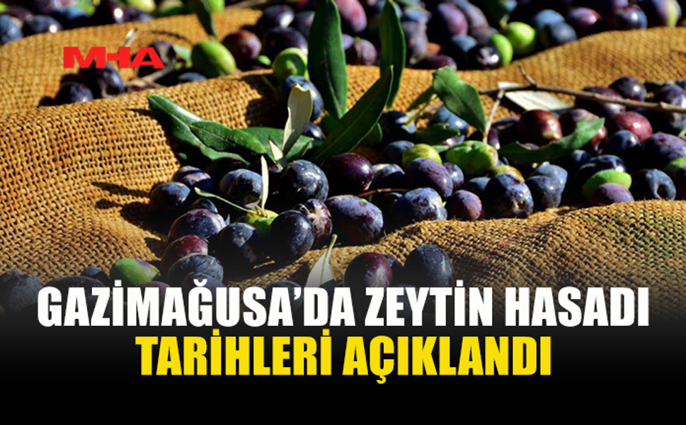 GAZİMAĞUSA İLÇESİ ZEYTİN HASADI BAŞLAMA TARİHLERİ BELİRLENDİ