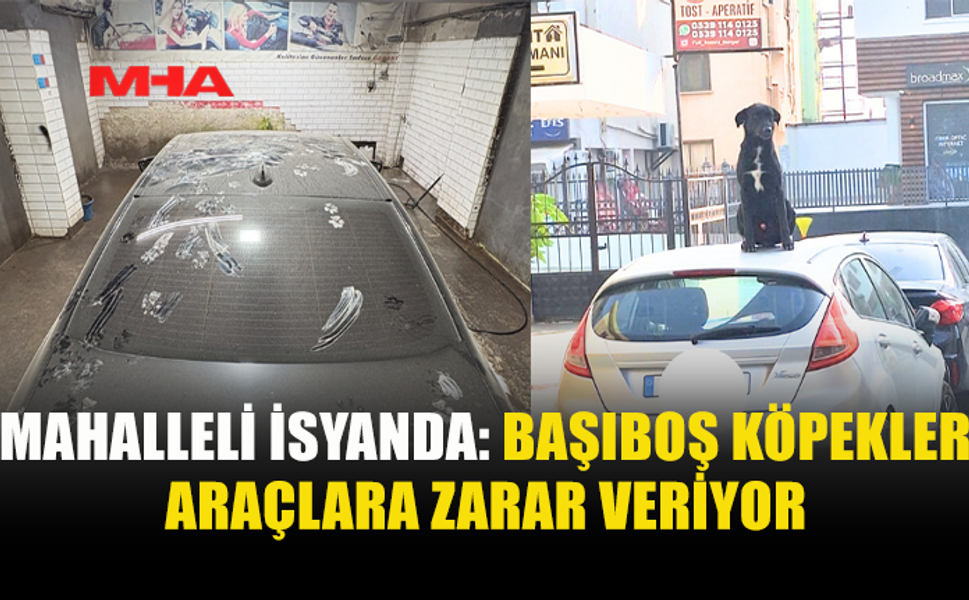 BAŞIBOŞ KÖPEKLER ARAÇLARI ÇİZİYOR, MAHALLELİYİ KORKUTUYOR