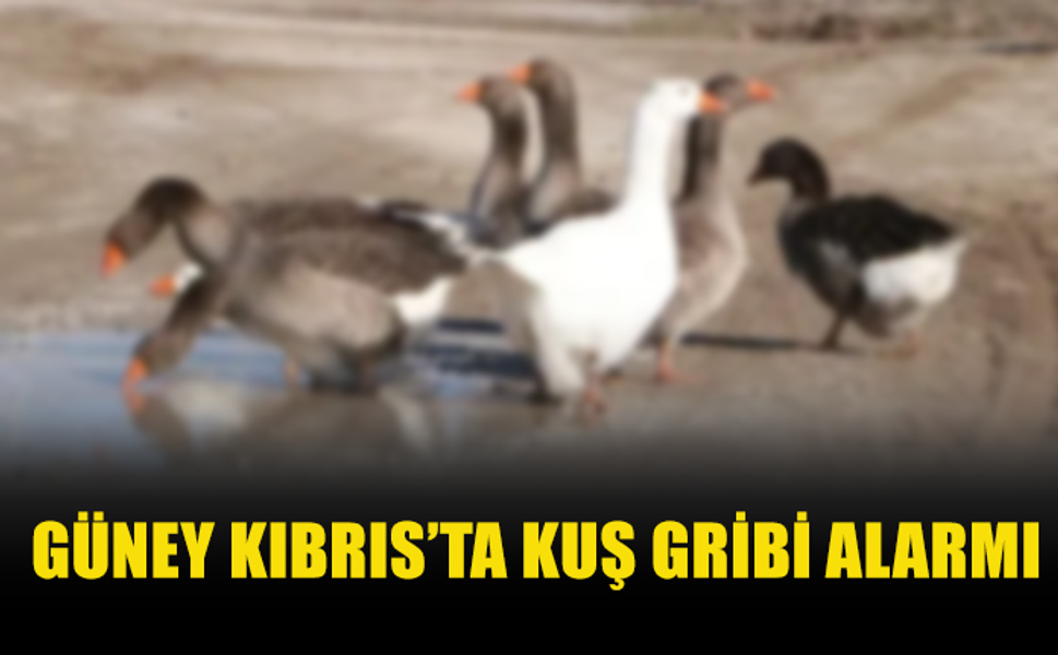 GÜNEY KIBRIS’TA BİR KAZDA KUŞ GRİBİ TESPİT EDİLDİ