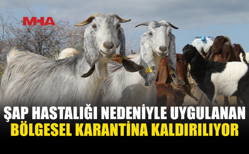 ŞAP HASTALIĞINDA BÖLGESEL KARANTİNA SONA ERDİ