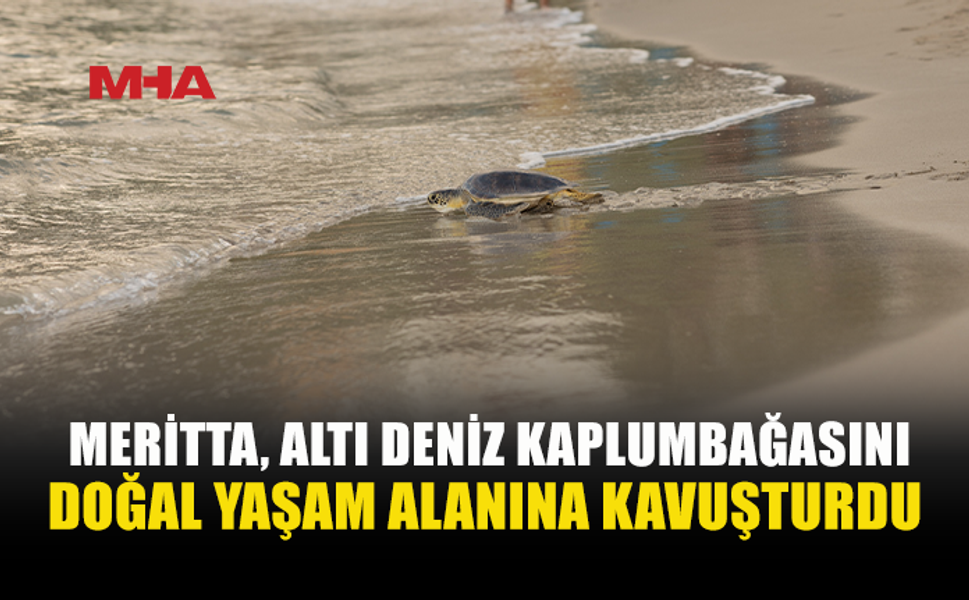MERİTTA’DA 2026’NIN SON SALIMINDA 6 KAPLUMBAĞA DENİZLE BULUŞTU
