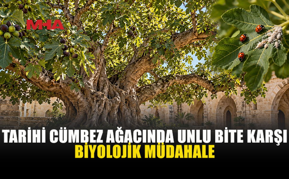 TARİHİ CÜMBEZ AĞACINI KORUMAK İÇİN 120 FAYDALI BÖCEK BIRAKILDI