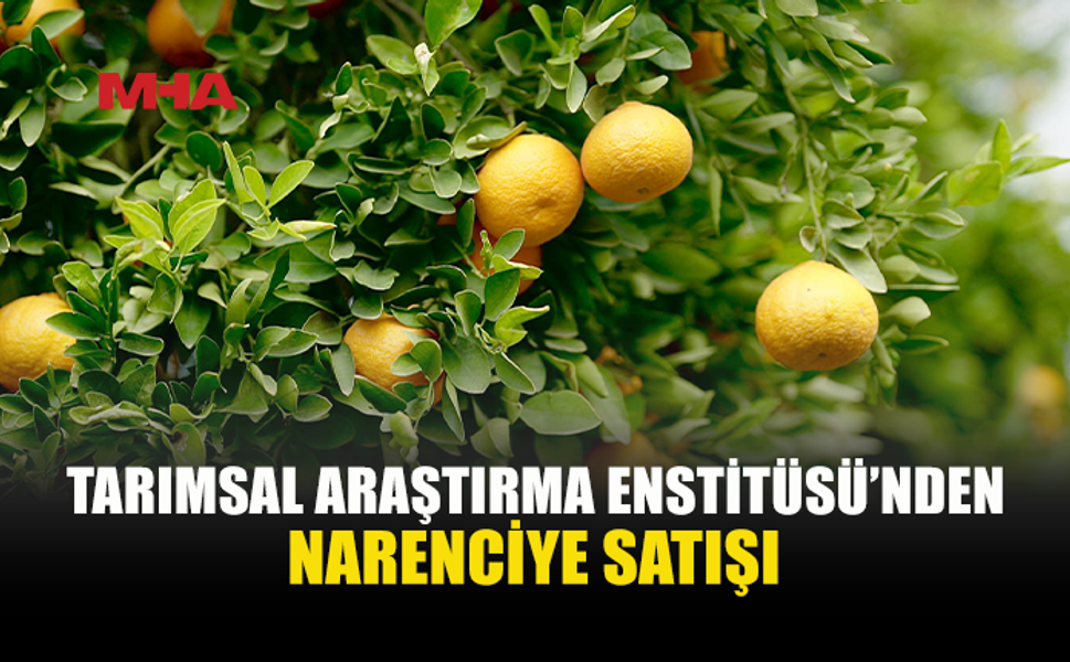 GÜZELYURT’TA NARENCİYE ÜRÜNLERİ TEKLİF USULÜYLE SATILACAK