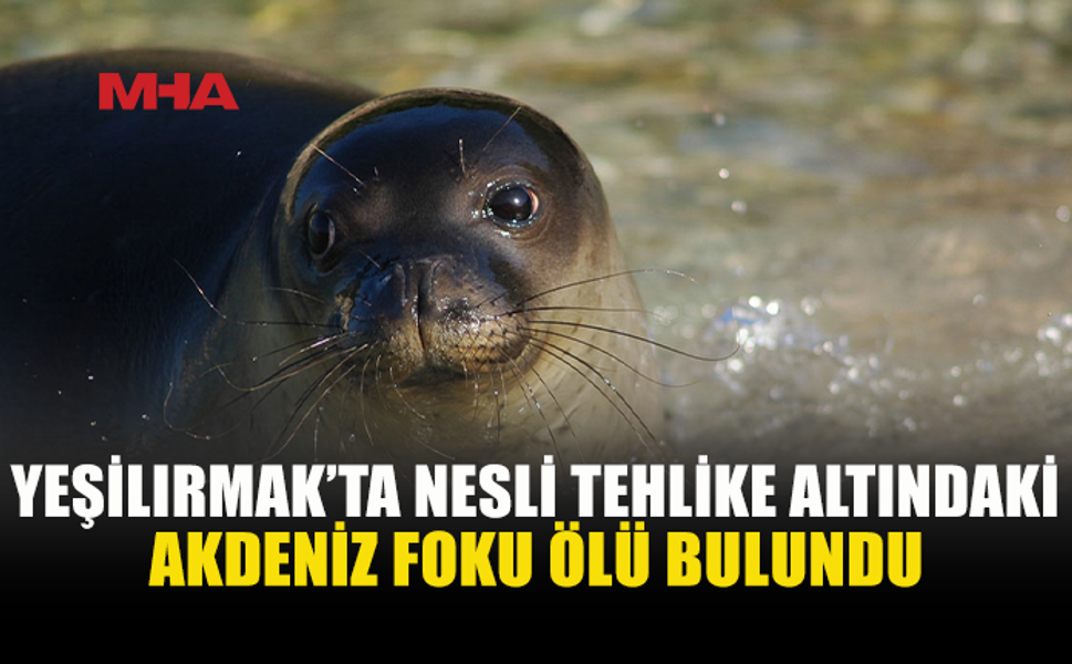 YEŞİLIRMAK’TA AKDENİZ FOKU ÖLÜ BULUNDU