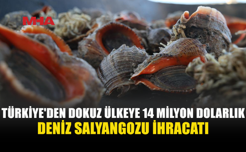 TÜRKİYE’NİN DENİZ SALYANGOZU İHRACATI 14,2 MİLYON DOLARA ULAŞTI