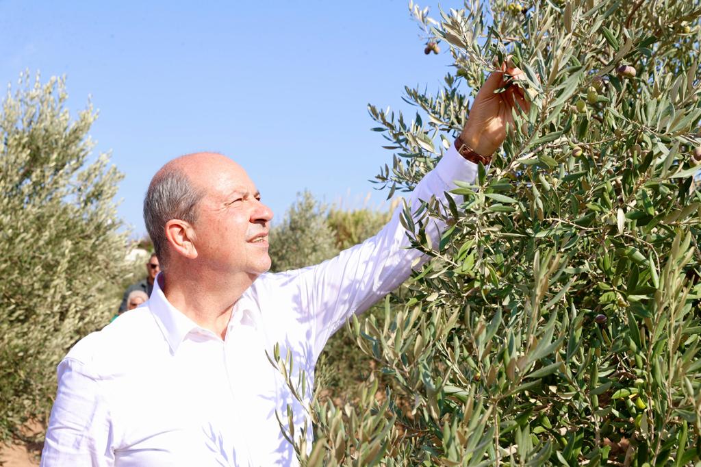 tatar-zeytin-hasadi